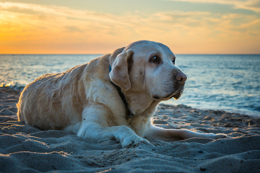 Peaceful Moments Veterinary Care - Thumbnail