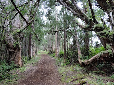 Kealia Forest Reserve