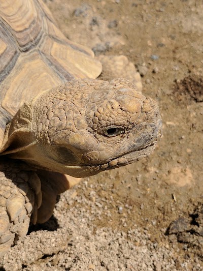 Photos of Camel Park