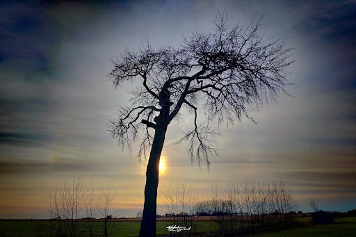 Le Grisard (arbre remarquable) - Thumbnail