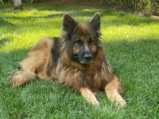 Royal K9 Kennel - Thumbnail