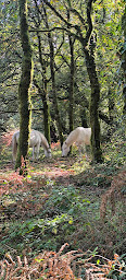 Photo n°29 de Al'o cheval - Médiation Equine à Langonnet (Centre de loisirs)