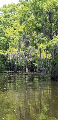 Swamp Base Gallery - United States