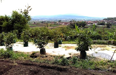 Photos of Kebun Jambu Madu Malang