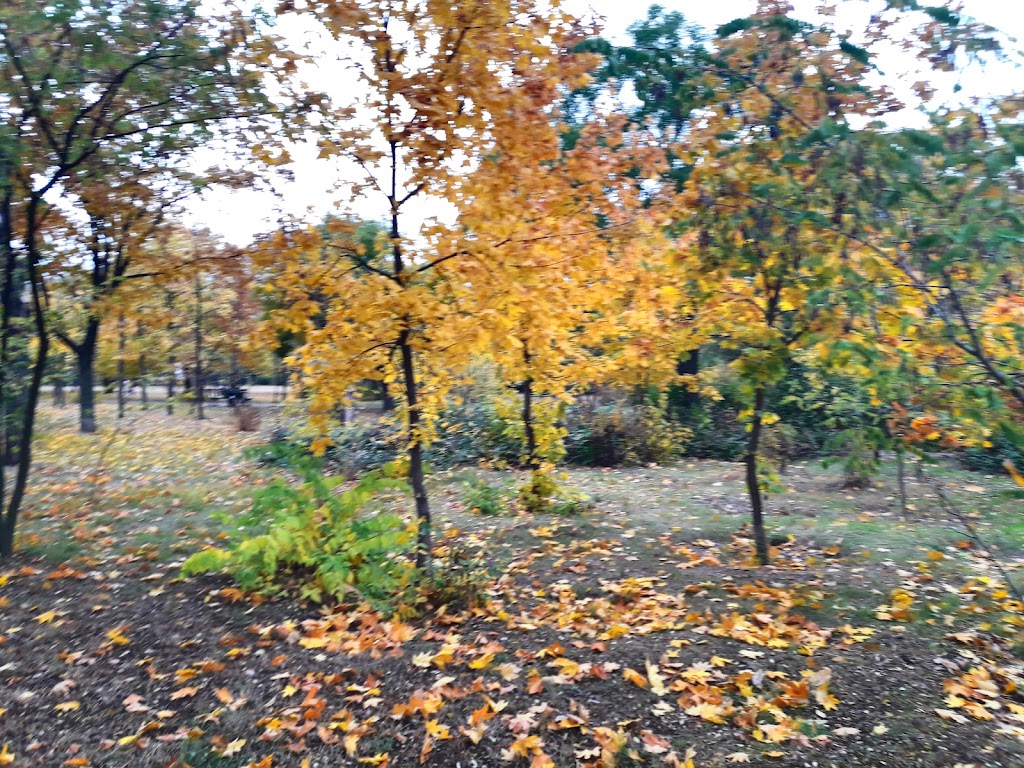 Радяньский сад Николаеве.