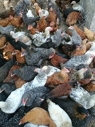 Photos of Lakechic Poultry Farm, Mbita