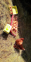 Photo n°3 de Ferme de Chavannes à Saint-Marcel-lès-Annonay (Boucherie)