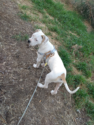 Calaveras Humane Society - Thumbnail
