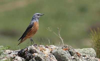 Photos of Түлкібас