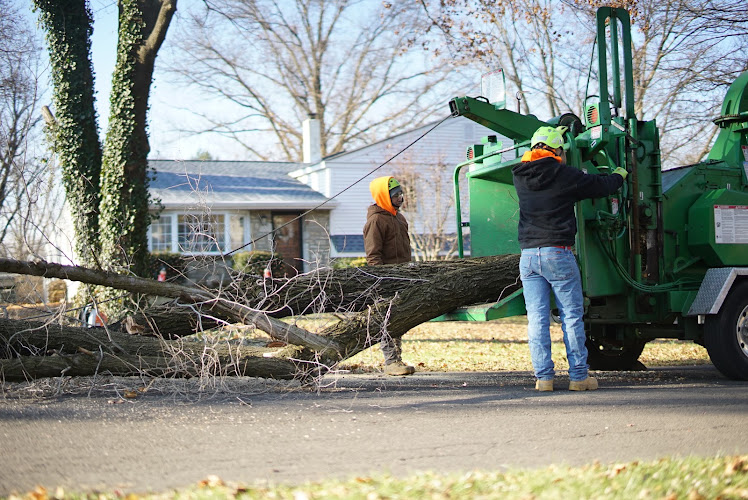 All The Above Tree Service