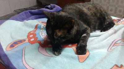 Photos of Veterinaria Suecia