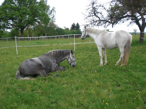 Photo de Résidence Equine du Domaine du Verseau à Sagy (71580)