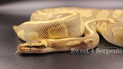 Sweet4Serpents