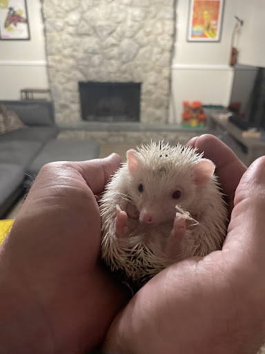 Gunner's Quills Hedgehogs of NE Oklahoma - Thumbnail