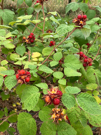 Bloemenbos bloemenpluktuin - Thumbnail