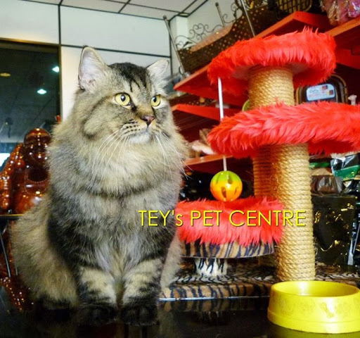 Tey's Pet Centre
