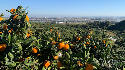 （株）石橋果樹園