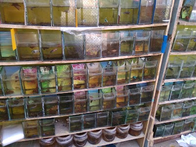 Photos of Roemah Betta (Cupang)