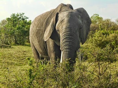 Photos of geo kenya safaris