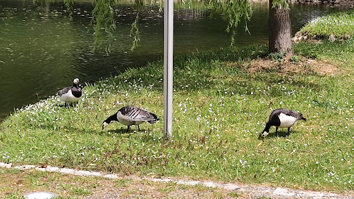 mit Stadtteich Park - Visual