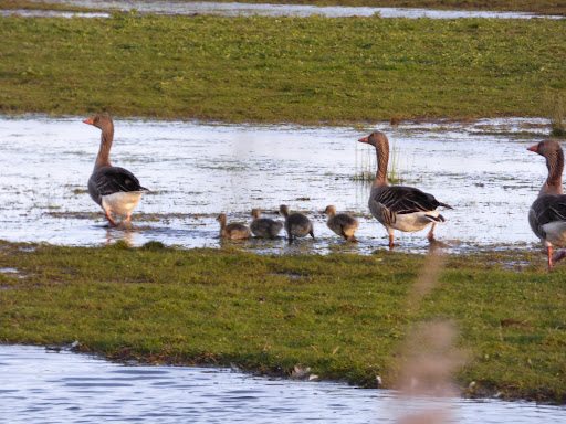 Föhr Tours - naturkundliche und ornithologische Führungen Gallery - Germany