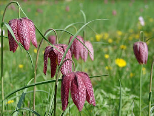 Photo n°19 de Camping Indre et Loire La Fritillaire à Savigny-en-Véron (Terrain pour camping-cars)