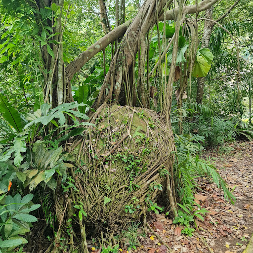 Bukit Batok Nature Park - Thumbnail