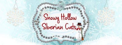 photo of Snowy Hollow Siberian Cats