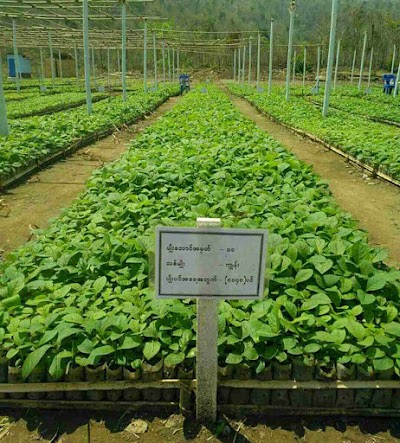Photos of Taryar Lin