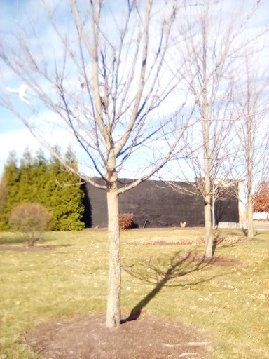 ZAPP Park - Visual