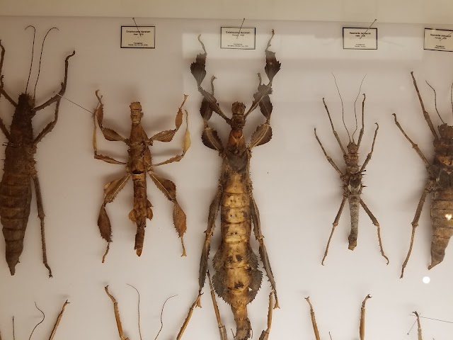Insectropolis