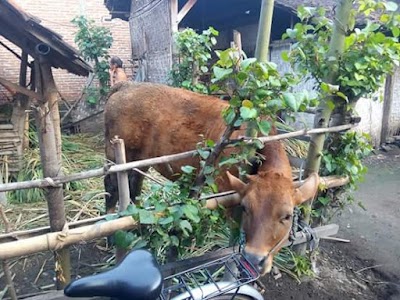 Photos of Rumah Pak SENO