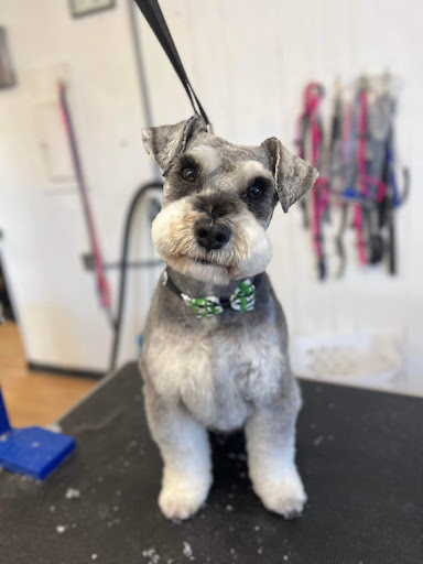 Kat’s Professional Grooming/ LLC - Thumbnail
