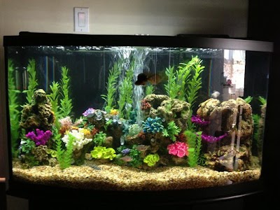 Affordable Aquarium Service