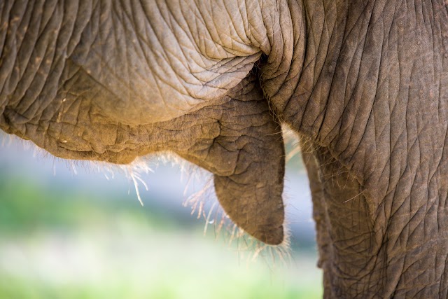 Samui Elephant Haven