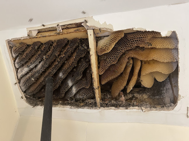 ap-pestcontrolnottingham.co.uk