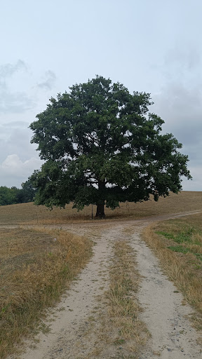 Posteiche - Visual