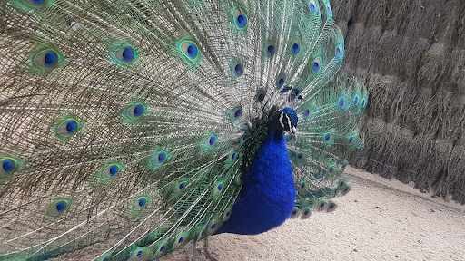parc animalier - Thumbnail
