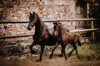 Frisons de Ham à Gorges