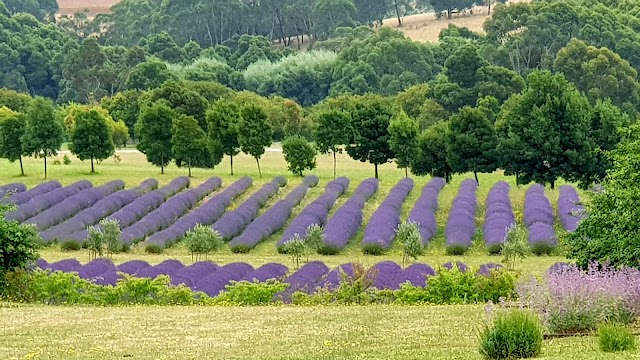 Red Hill Lavender Farm & Distillery
