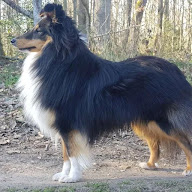 Elevage Berger des Shetlands du fond des joncs à Dampierre-sur-Avre