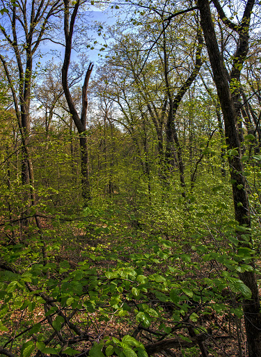 Ward Swartz Decatur Woods State Natural Area Gallery - United States