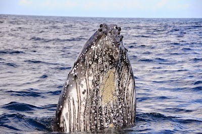 Photos of Scuba Nosy Be