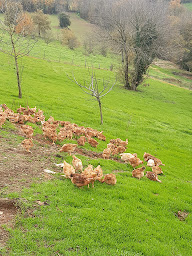 Photo n°2 de EARL Les Combettes Sablayrolles à Montredon-Labessonnié (Élevage de volailles)