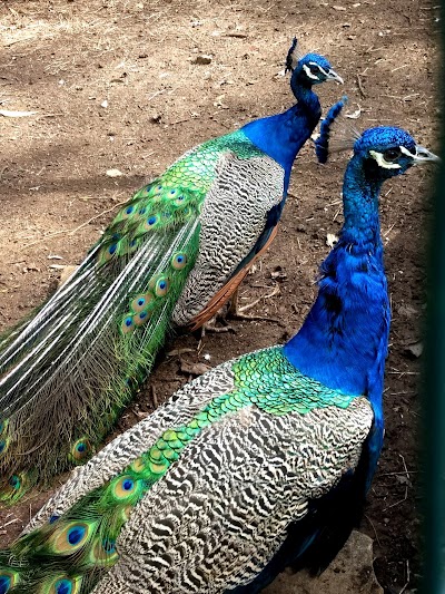 Photos of Zoologico
