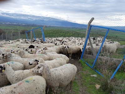 Denizli Koyunculuk