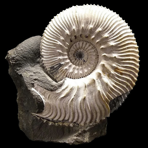 FossNet - Fossilienstore - Thumbnail