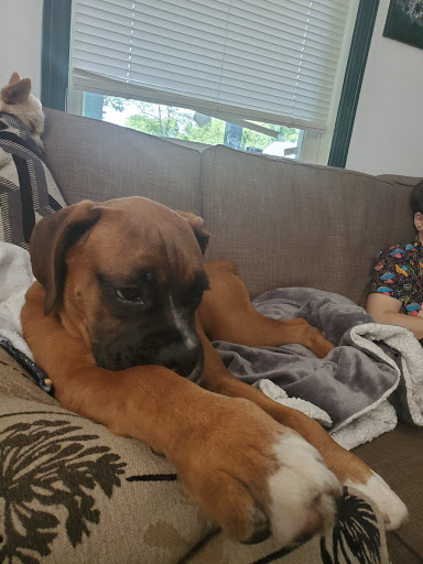 Family Pet Veterinary Services - Thumbnail