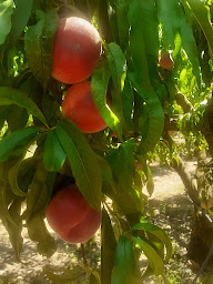 Photo n°2 de mas des pierres à Vic-la-Gardiole (Magasin)