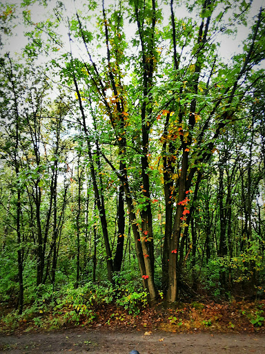 Parkeerplaats Heldense Bossen - Thumbnail